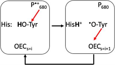 Protein Motifs for Proton Transfers That Build the Transmembrane Proton Gradient